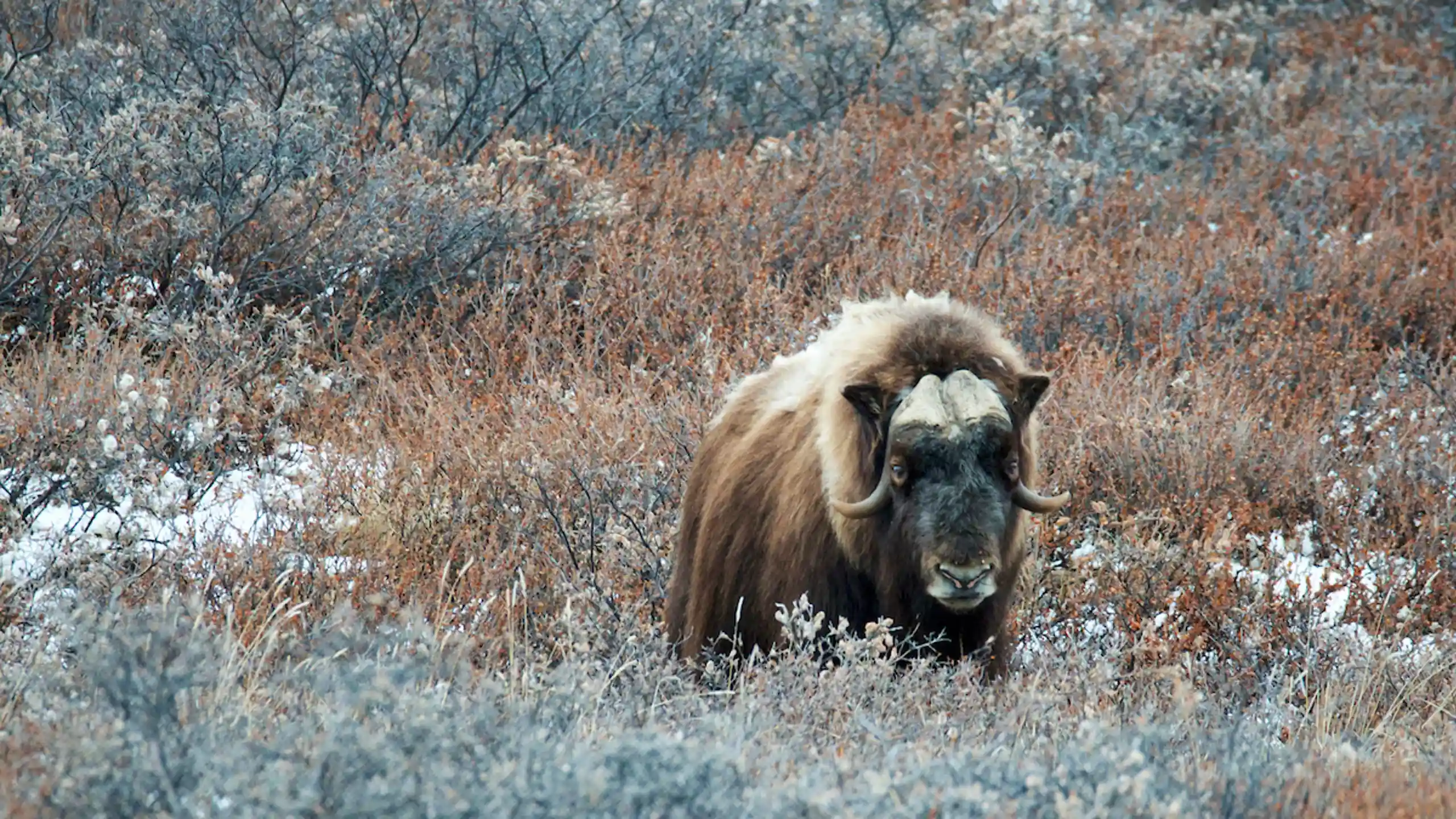 Muskox Between Plants In Autumn Adam Lyberth, Visit Greenland