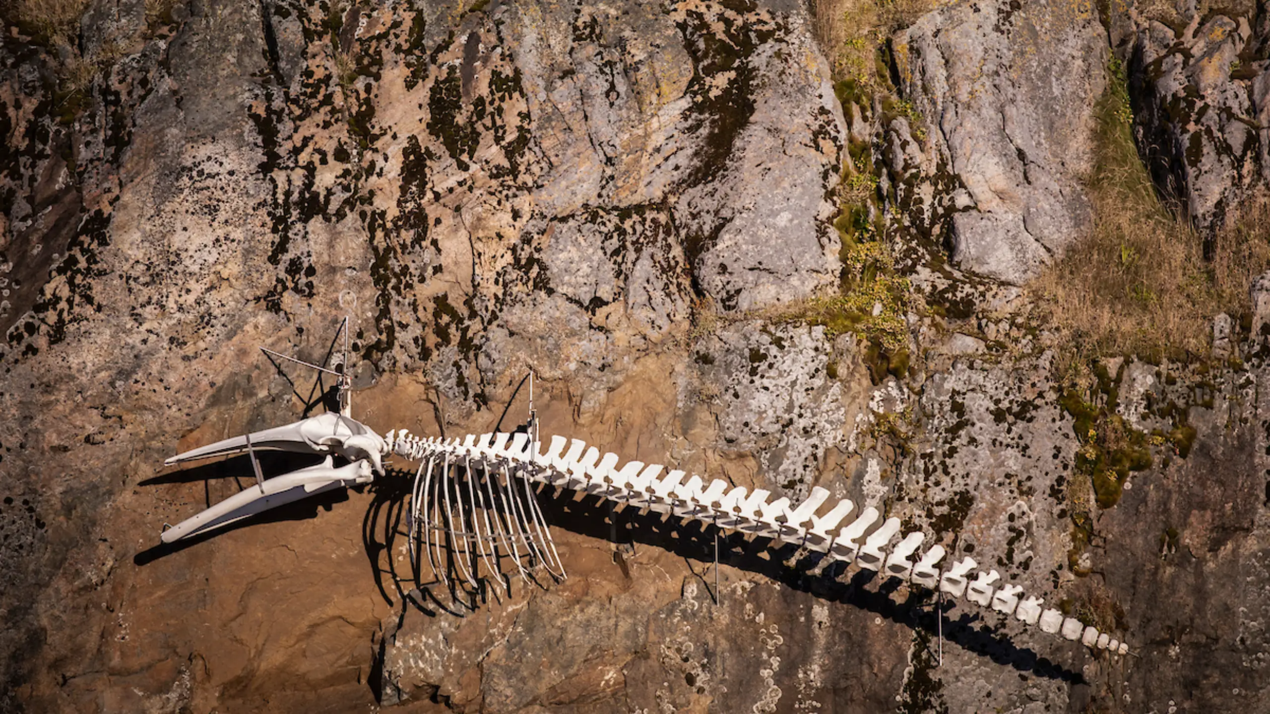 The Whale Skeliton. Photo By Aningaaq Rosing Carlsen Visit Greenland