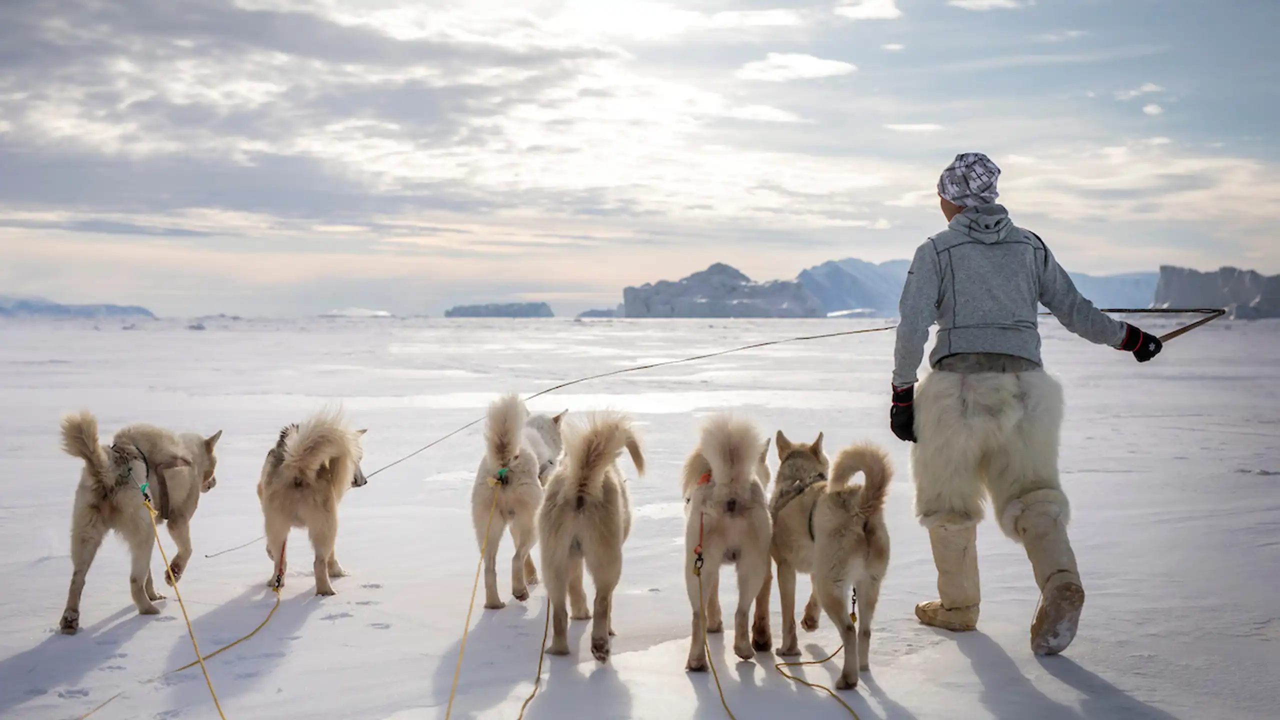 Prøv hundeslæde i Grønland | Air Greenland