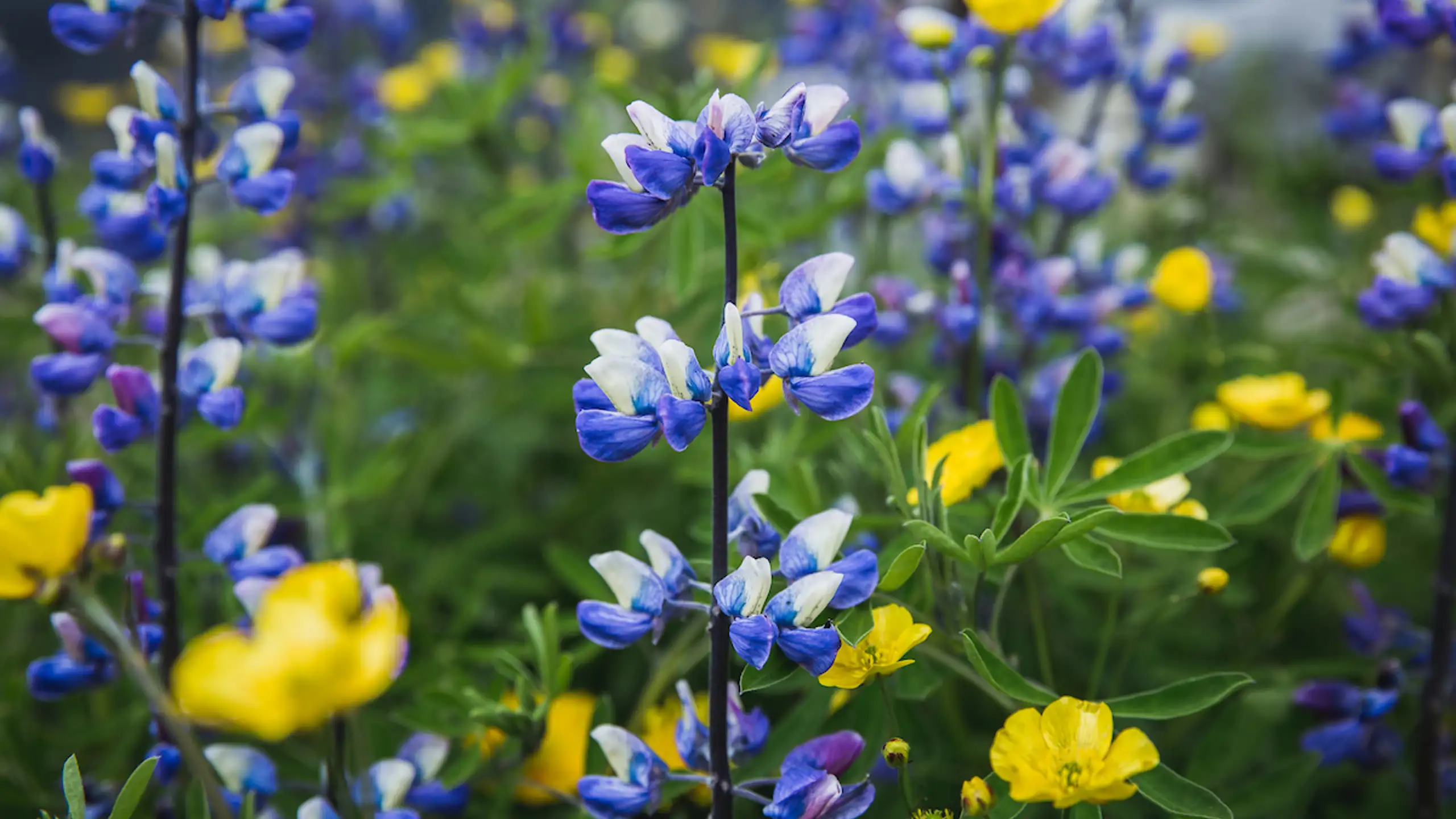 Flowers In Nanortalik In South Greenland