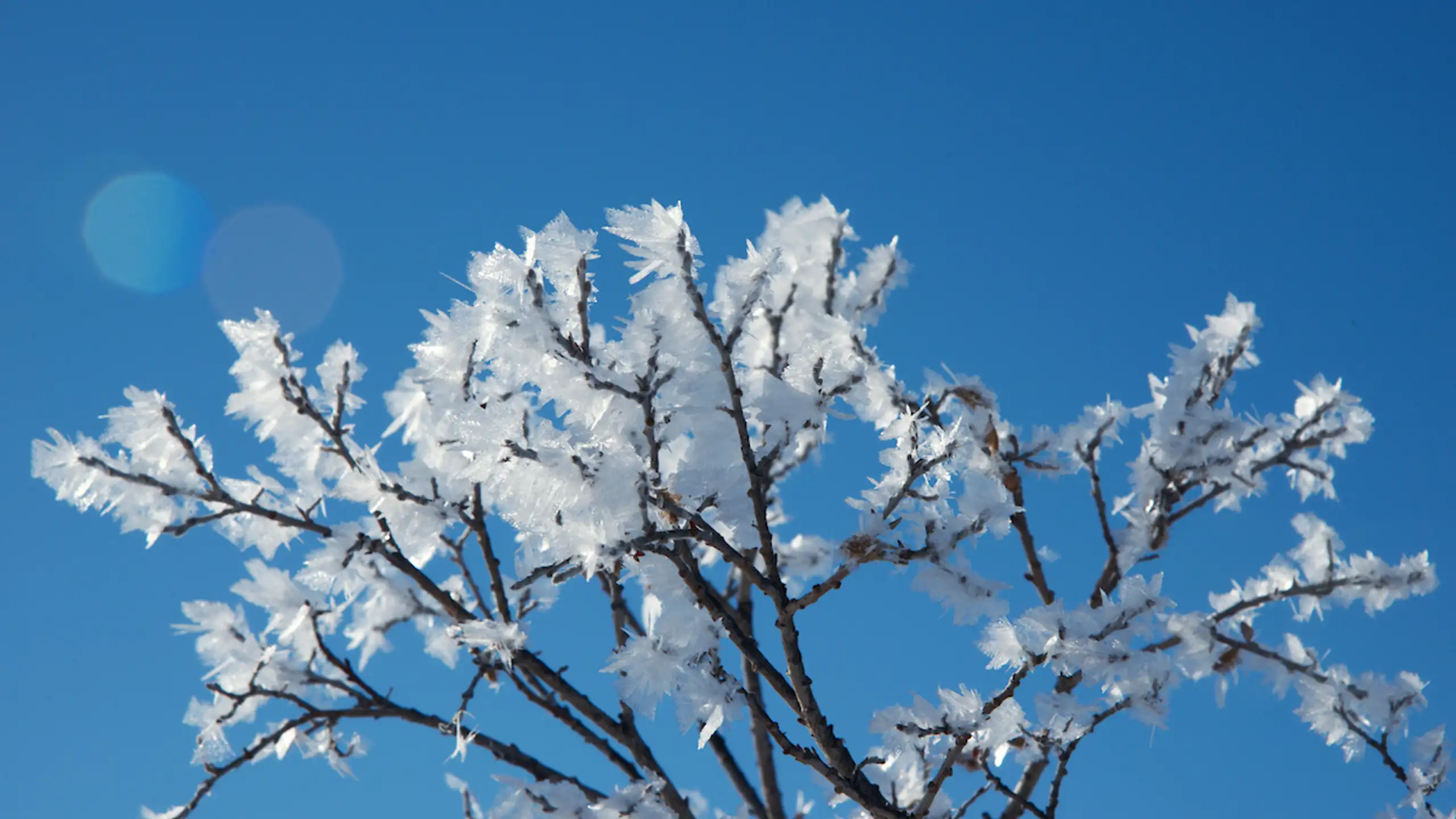 Ice Crystals Looking Like Flowers Adam Lyberth, Visit Greenland