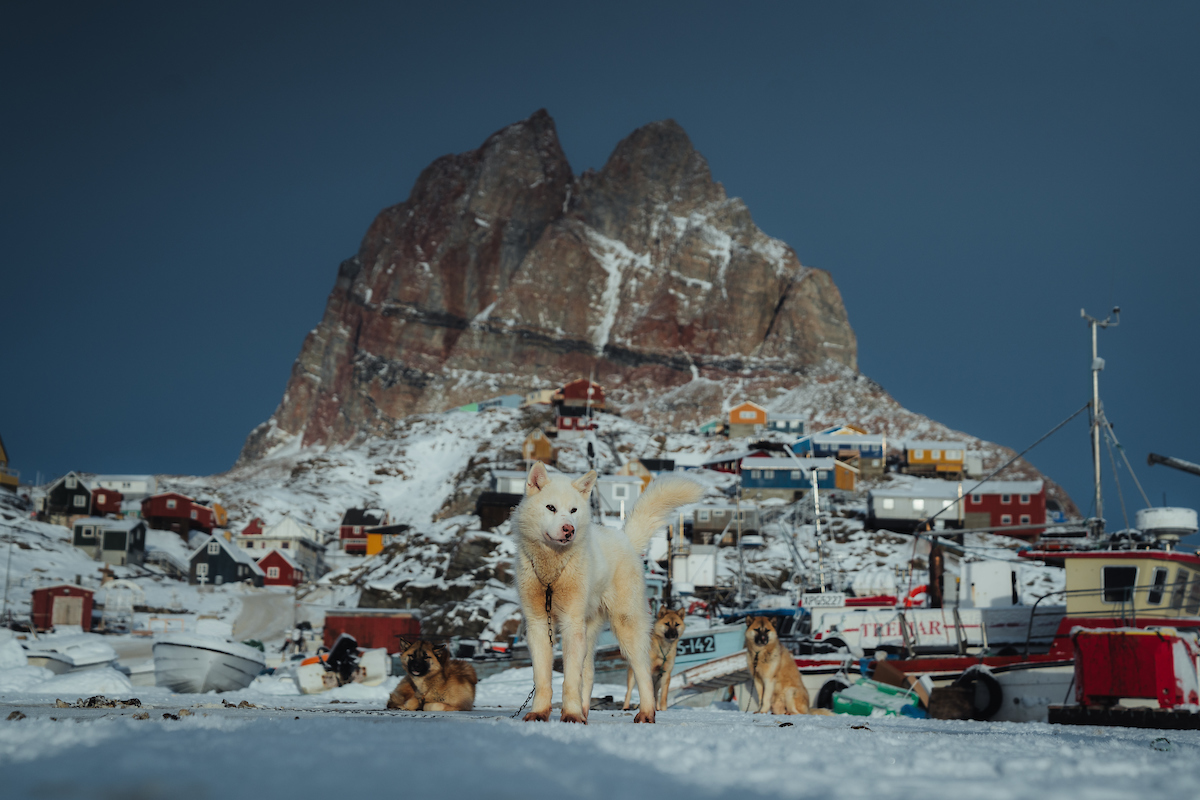 Local Dogs In Uummannaq. Photo Jason C. Hill, Visit Greenland