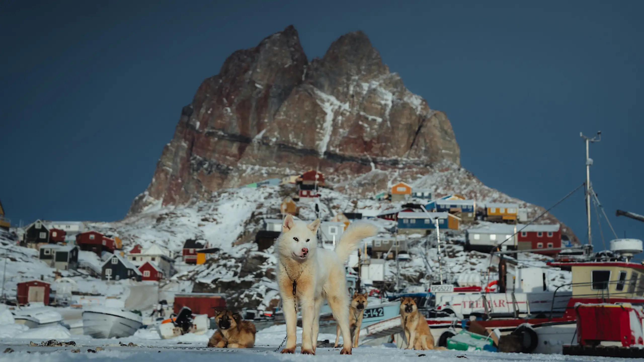 Local Dogs In Uummannaq. Photo Jason C. Hill, Visit Greenland