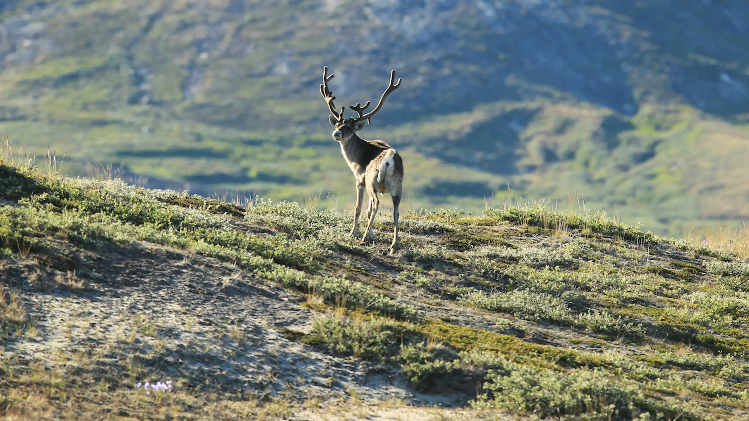 Assiliisoq Klaus Eskildsen