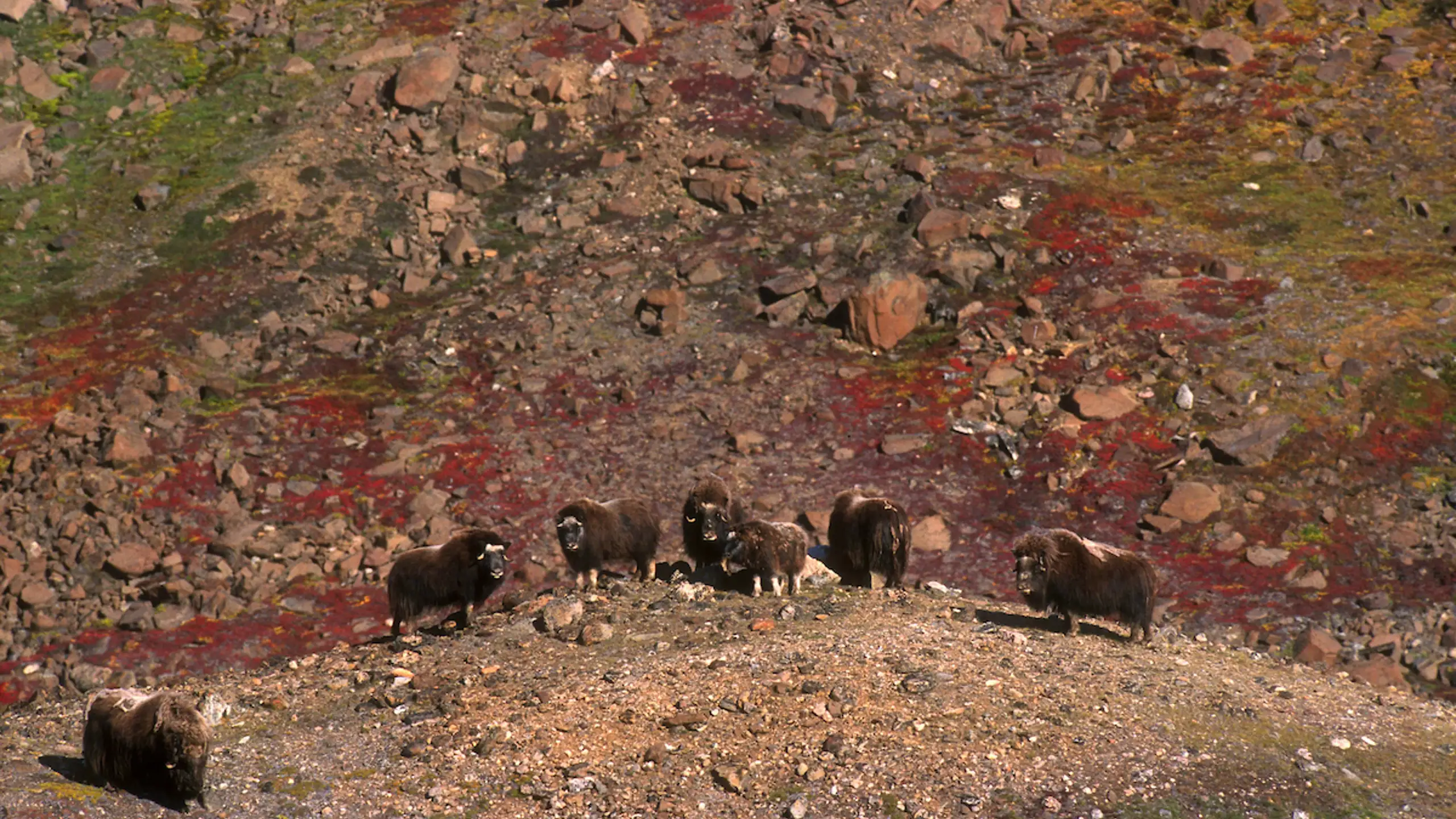 Herd Of Musk Oxen, Summer. Photo Magnus Elander, Visit Greenland