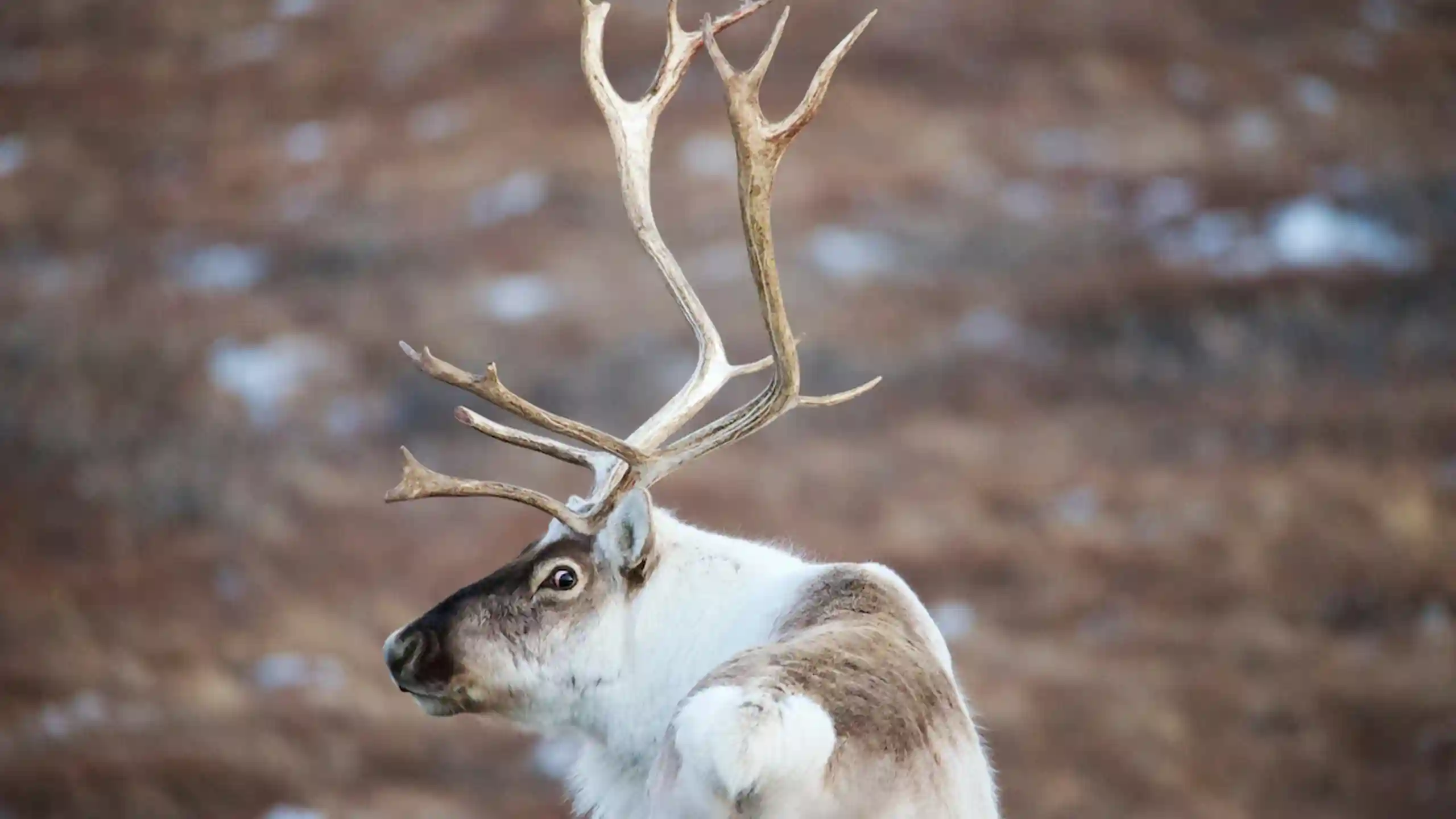 Caribou Looking Back Adam Lyberth, Visit Greenland