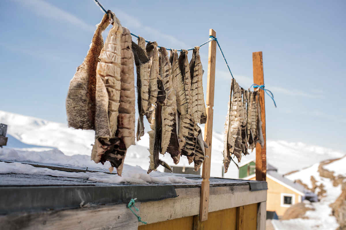Dried Cod Fish In Uummannaq. Photo Aningaaq R Carlsen Visit Greenland