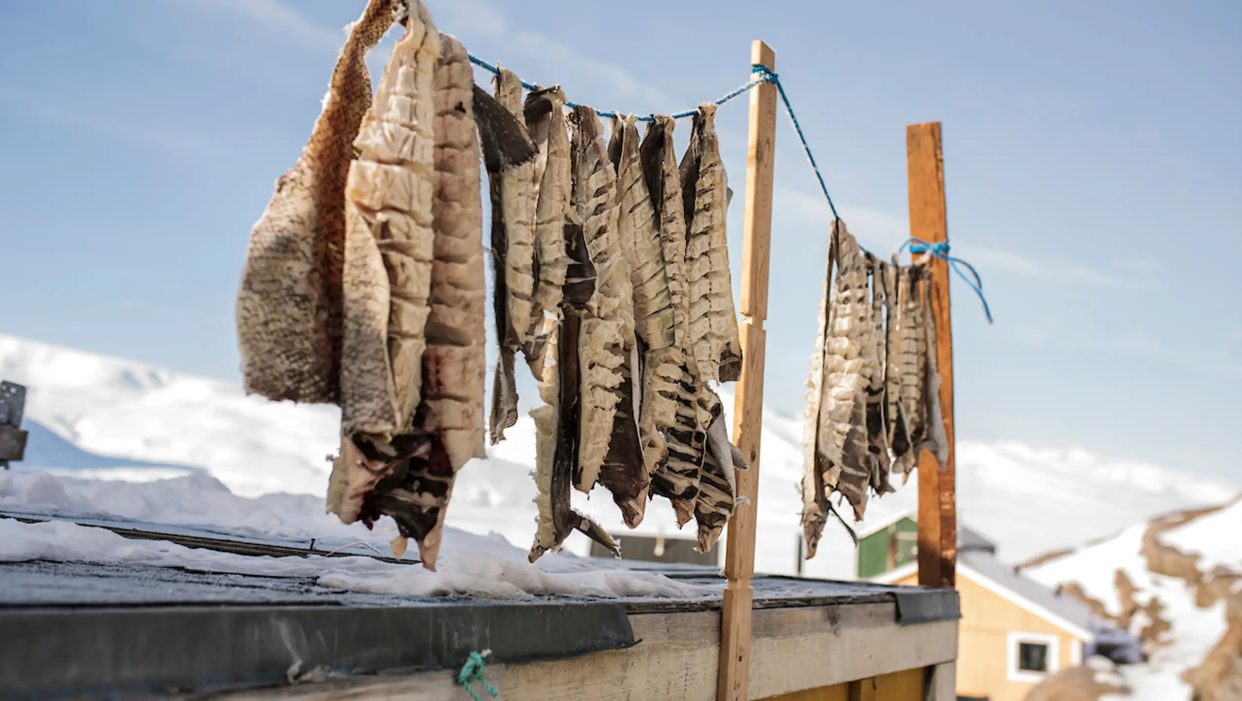 Dried Cod Fish In Uummannaq. Photo Aningaaq R Carlsen Visit Greenland