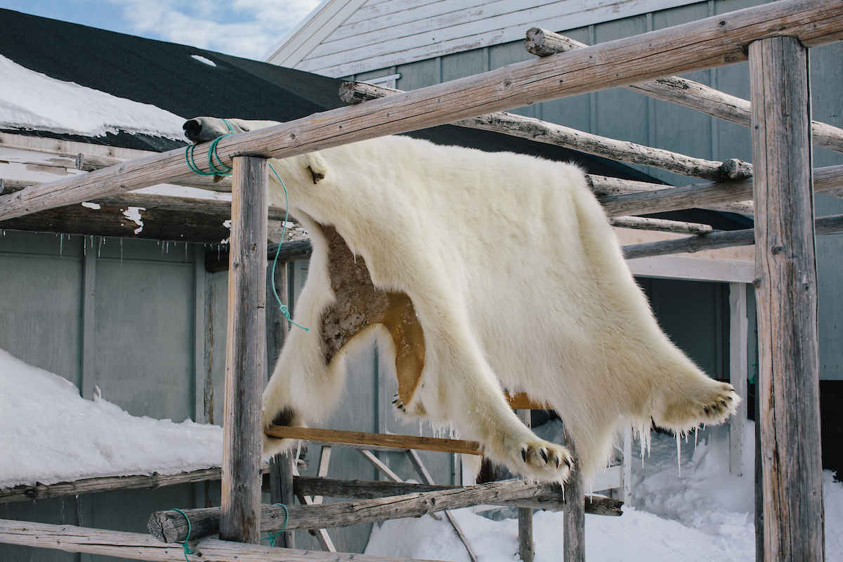 A Polar Bear Skin Hanging On A Rack In East Greenland To Dry And Become As White As Possible