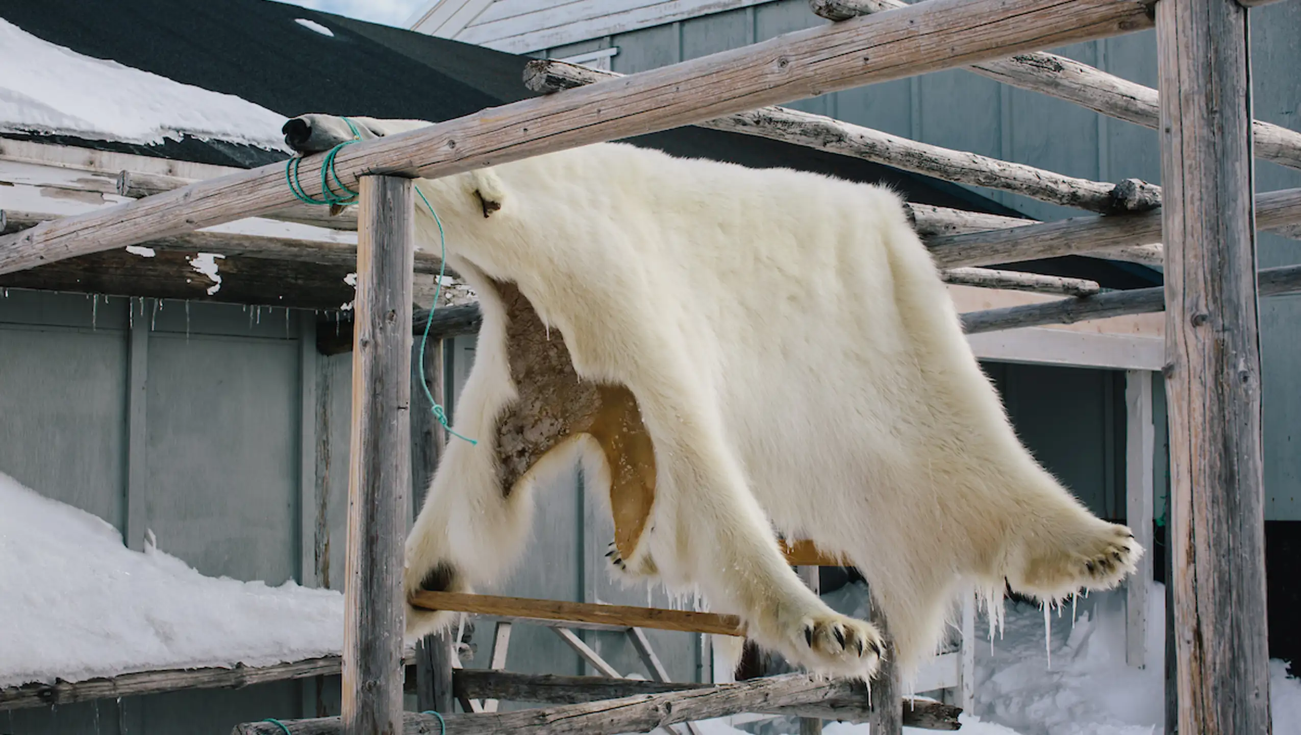 A Polar Bear Skin Hanging On A Rack In East Greenland To Dry And Become As White As Possible