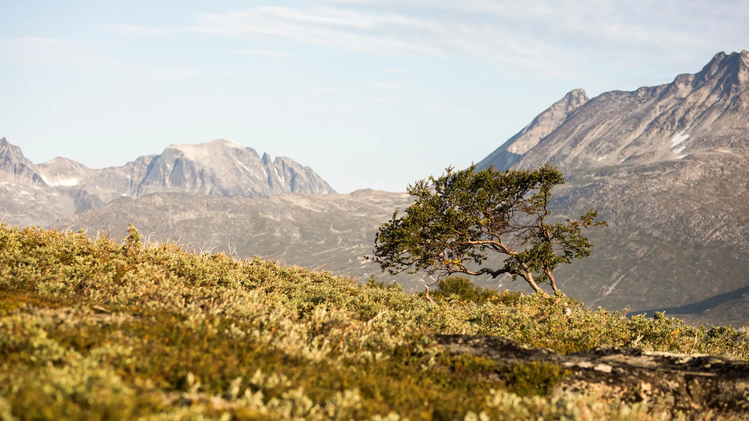 Tree Near Tasermiut Camp. Photo Aningaaq R. Carlsen, Visit Greenland