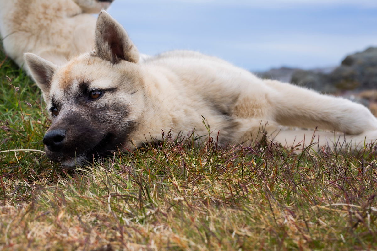 Puppies Lying Down In Field, Kulusuk. Photo Aningaaq Rosing Carlsen Visit Greenland