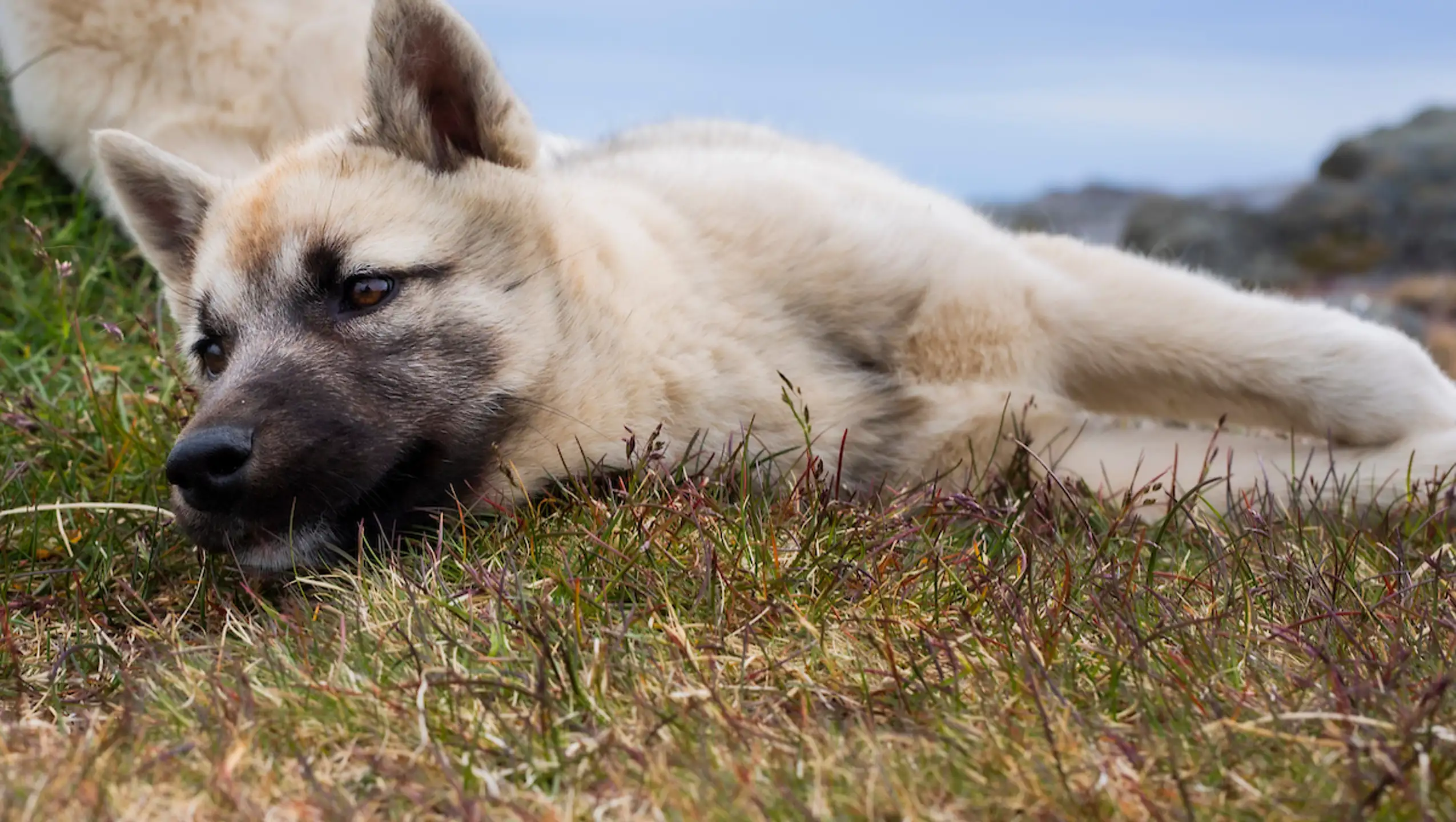 Puppies Lying Down In Field, Kulusuk. Photo Aningaaq Rosing Carlsen Visit Greenland