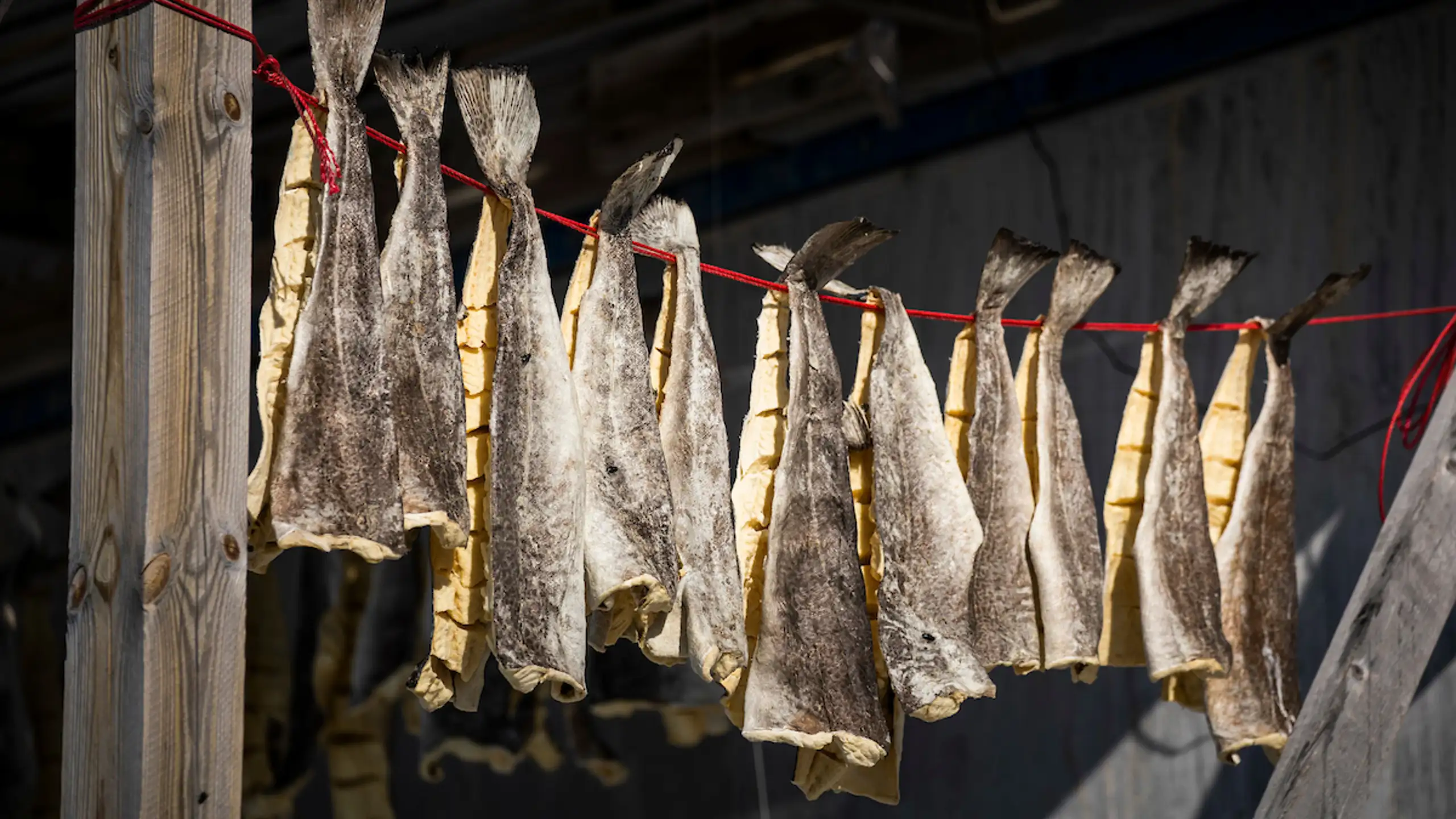 Local Drying Cod. Photo Aningaaq Rosing Carlsen Visit Greenland