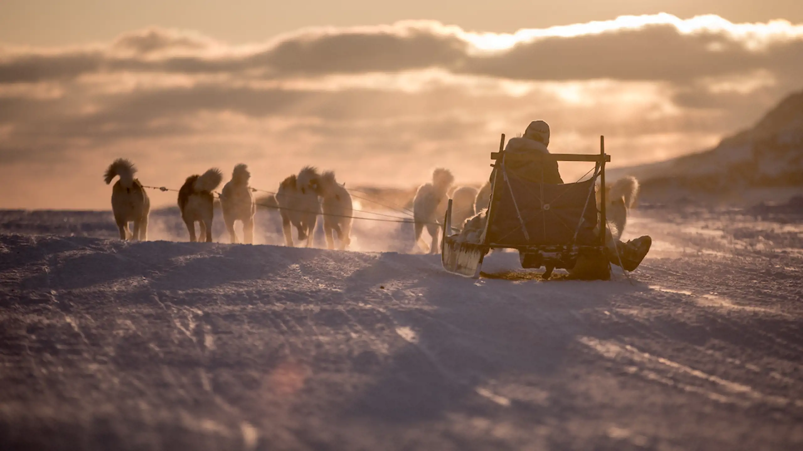 A Dog Sled Heading Into The Sunset Near Sisimiut In Greenland