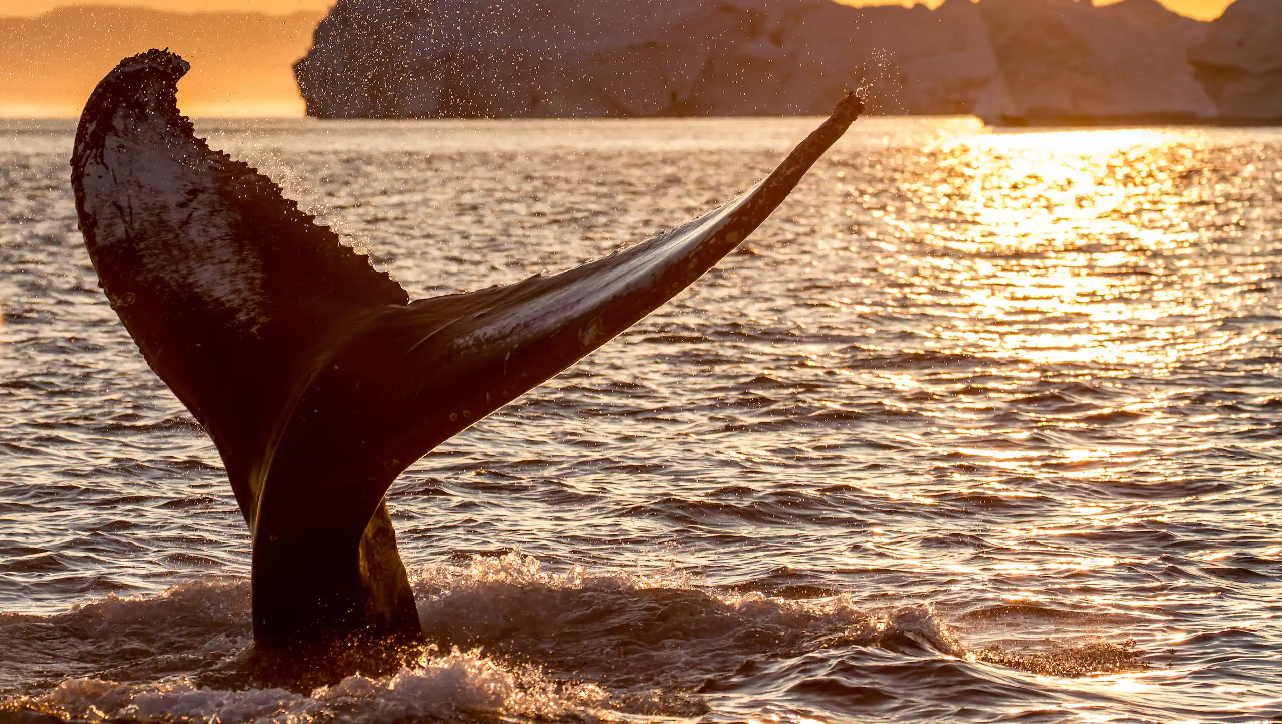 Humpback Whale In Midnight Sun. Photo Julie Skotte, Visit Greenland